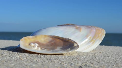 Cockleshells 45