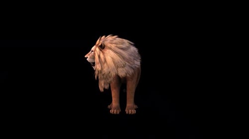Lion İdle Vorderansicht