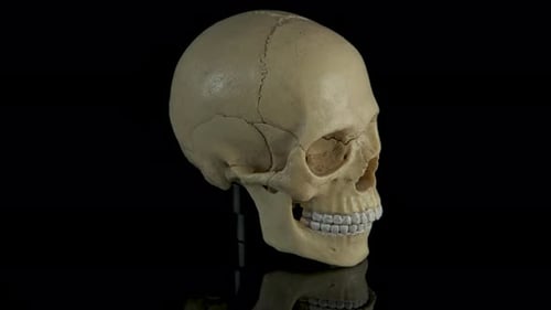 Rotating Human Skull on Black Reflective Surface