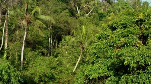 Lush Tropical Jungle Canopy Aerial View
