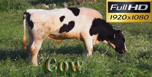 Cow HD