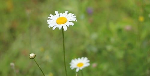 Daisies Growing in a Green Summer Meadow
