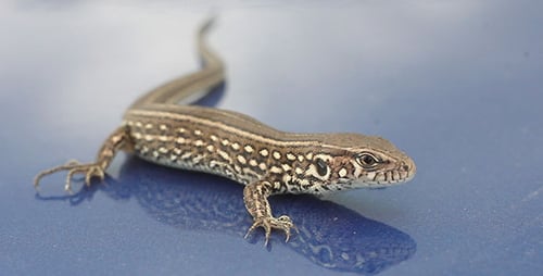 Lizard