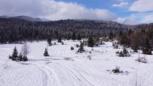 Snowy Forest