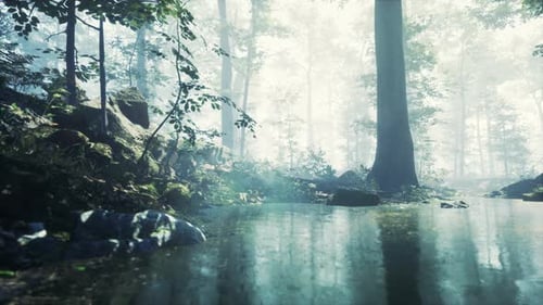 Forest with Pond and Mist with Sunrays