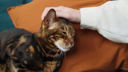 Cat Being Petted Close Up Indoors on Pillow