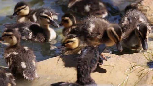 Raserei von Entenbabys, die sich durch Felsen auf einem Teich bewegen