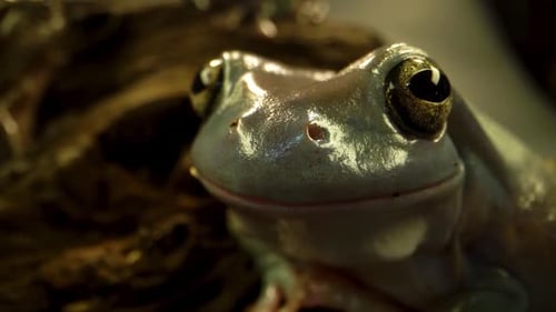 Australischer grüner Laubfrosch sitzt vor Holzhaken auf schwarzem Hintergrund. Nahaufnahme