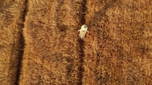 Woman Walking Through Golden Wheat Field Aerial