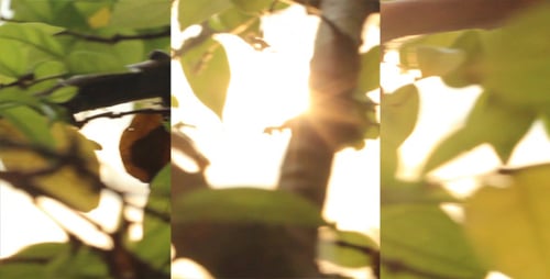 Sunrise Leaves Slider Shot (3-Pack)