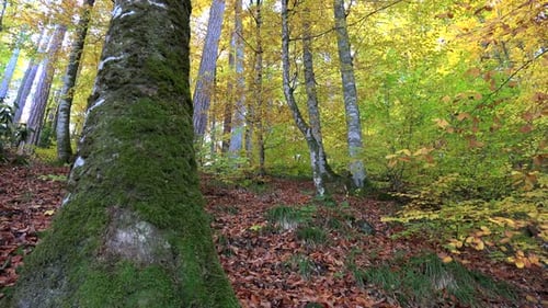 Wunderschöner bunter Herbstwald