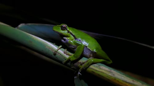 The green tree frog sitting on a branch at night