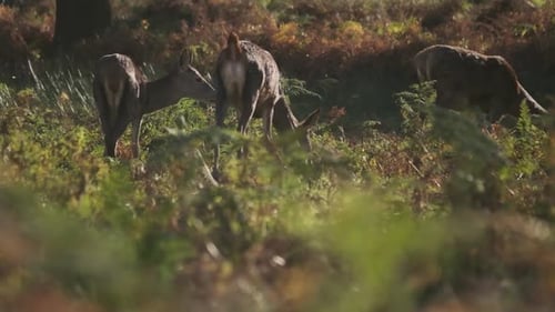 Peaceful Deer Grazing in Sunlit Forest