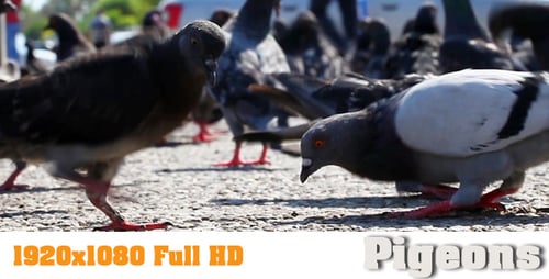 Pigeons