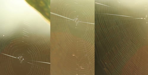 Spider Web Slider Pack 1 (3-Pack)