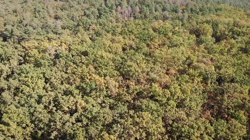 Herbstlicher Wald