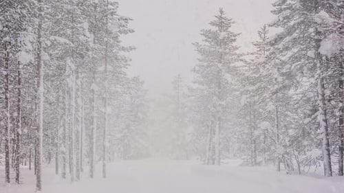 Schneefall im Nordwald