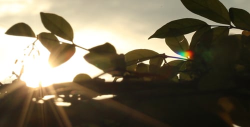 Sunshine And Leaves Silhouette