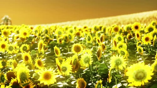 Golden Sunflower Field Animated Background
