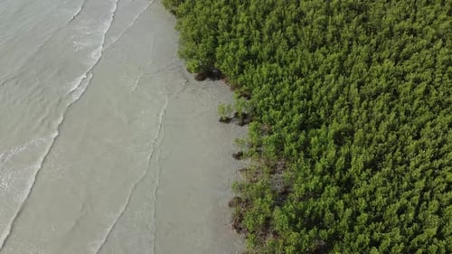 Drone view look down green mangrove