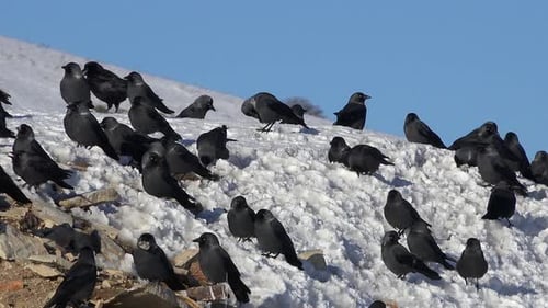 Crowded Flock of Crows on Snow