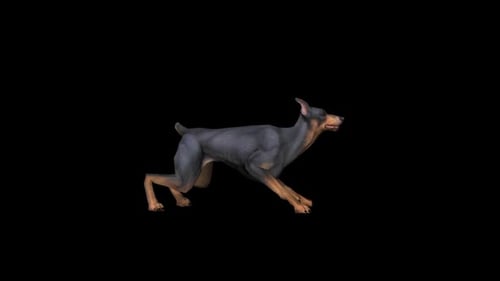 Aggressive Doberman Dog Running Animation on Black Background