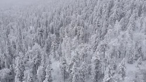 Aerial of Picturesque Frozen Forest with Snow Covered Spruce and Pine Trees