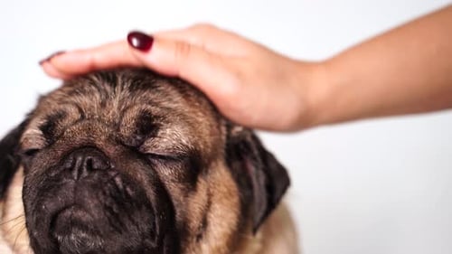Adorable Dog Gets Pet in a Studio