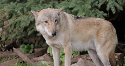 Wolf Standing in Green Forest