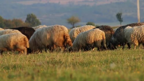 Flock Of Sheep Grazing In A Mountain Valley