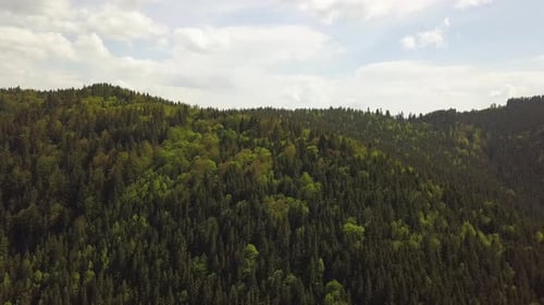 Aerial view of high mountains covered with green spruce forest in cloudy summer weather.