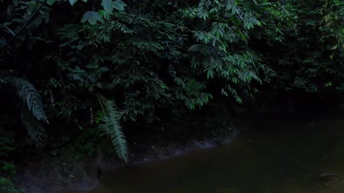 Tropical Green Plants next to River