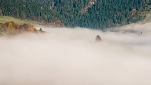 Waves of Mist Clouds Moving Fast in Autumn Forest