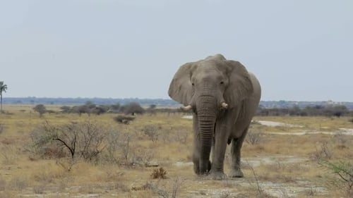 big african elephants on Etosha national park