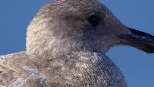 A gray seagull rests near the Pacific Ocean.
