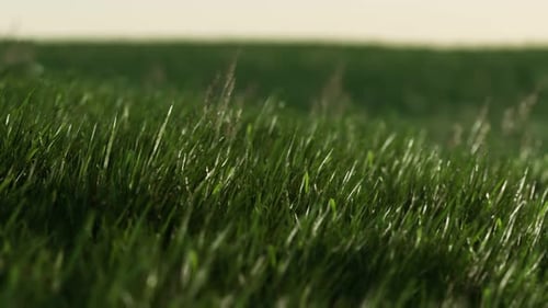 Grünes frisches Gras als schöner Hintergrund