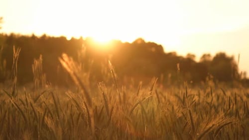 Golden Wheat Field at Warm Sunset