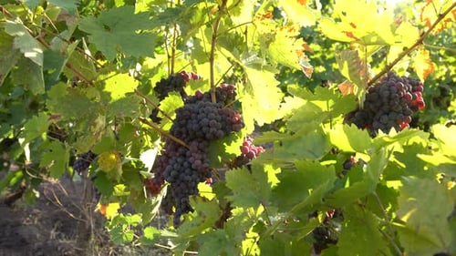 racimo de uvas en rama de vid