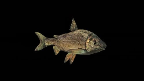 Realistic 3D Fish Swimming Loop Animation