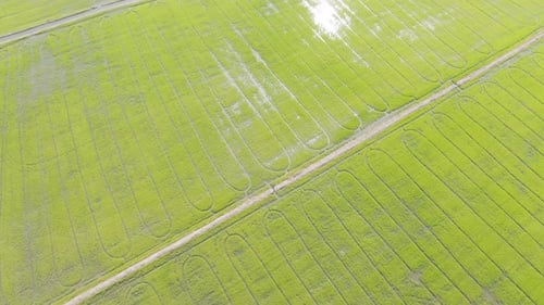 Vista aérea superior de arroz em casca fresco, campo agrícola verde no campo ou área rural