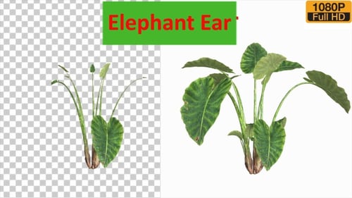 Growing Elephant Ear Plant Animation with Alpha Channel