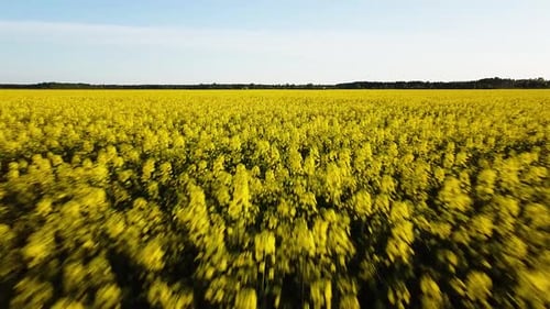 Aerial flight over blooming rapeseed (Brassica Napus) field, flying over yellow canola flowers, idyl