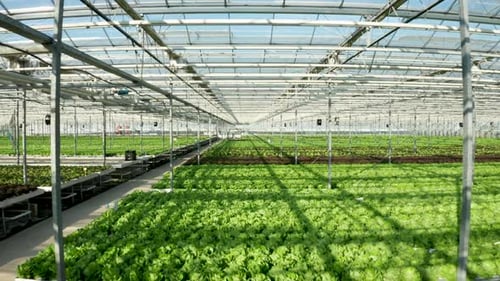 Prise de vue par Drone de l'intérieur de la serre moderne avec de la salade