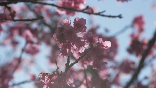 Sakura