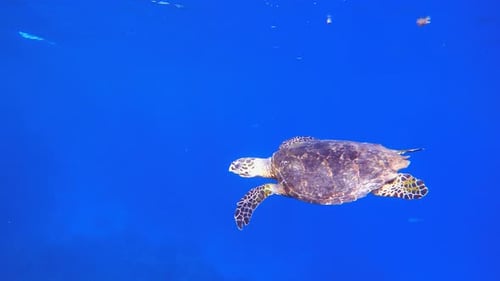 Turtle Swimming in Blue Sea