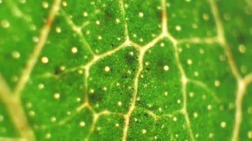Green Leaf Analysis