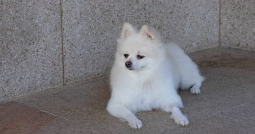 Weißer pommerscher Hund im Freien