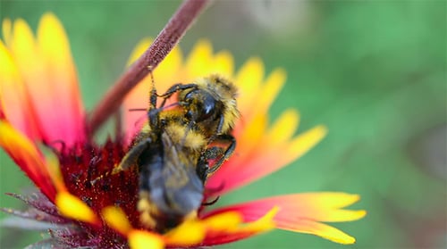 Working Bumblebee