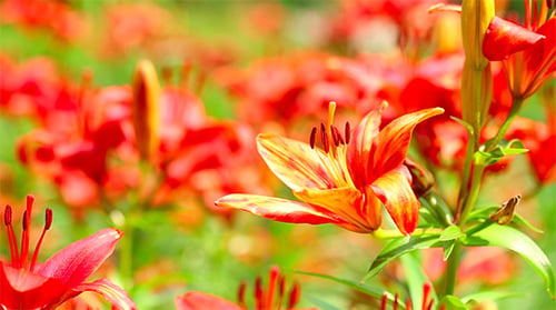 Red Lily