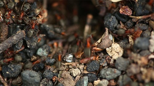 Ants Nest Macro